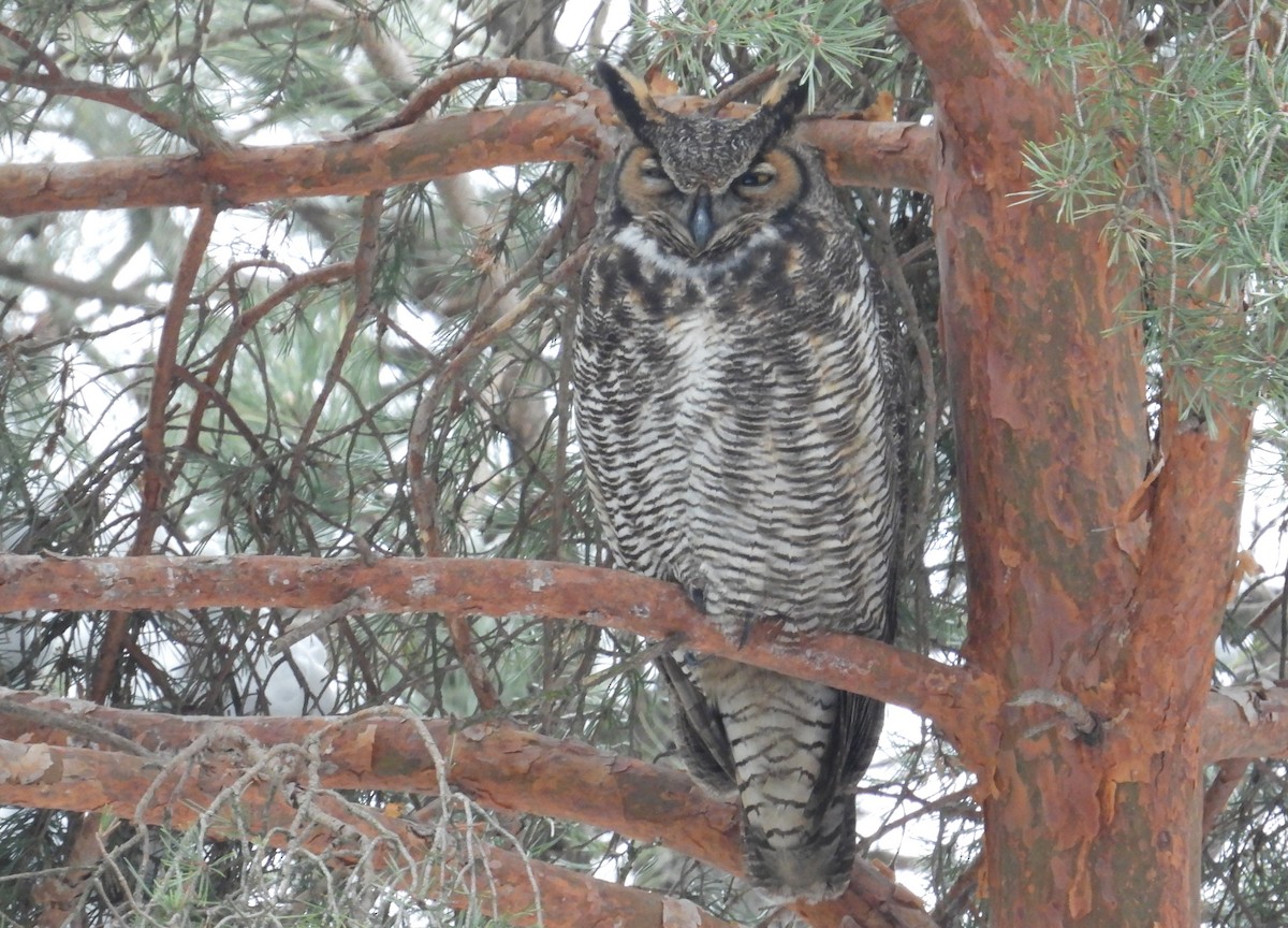 Great Horned Owl - ML646490518