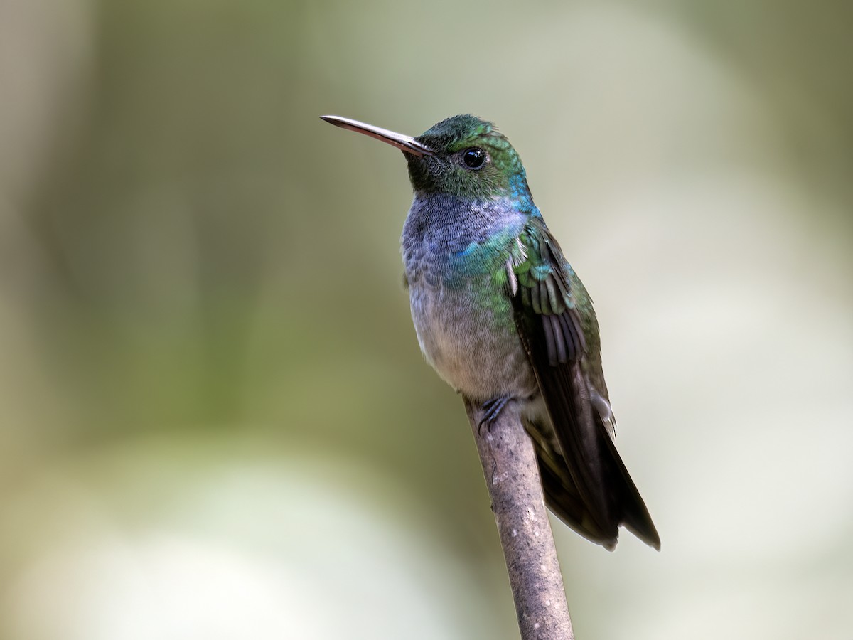 kolibřík modroprsý - ML646490519