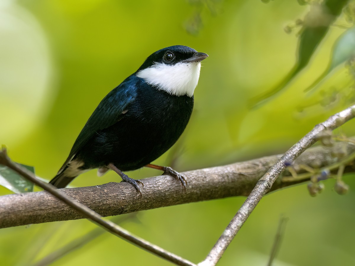 White-ruffed Manakin - ML646490523