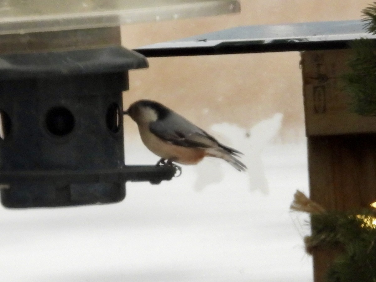White-breasted Nuthatch - ML646490527