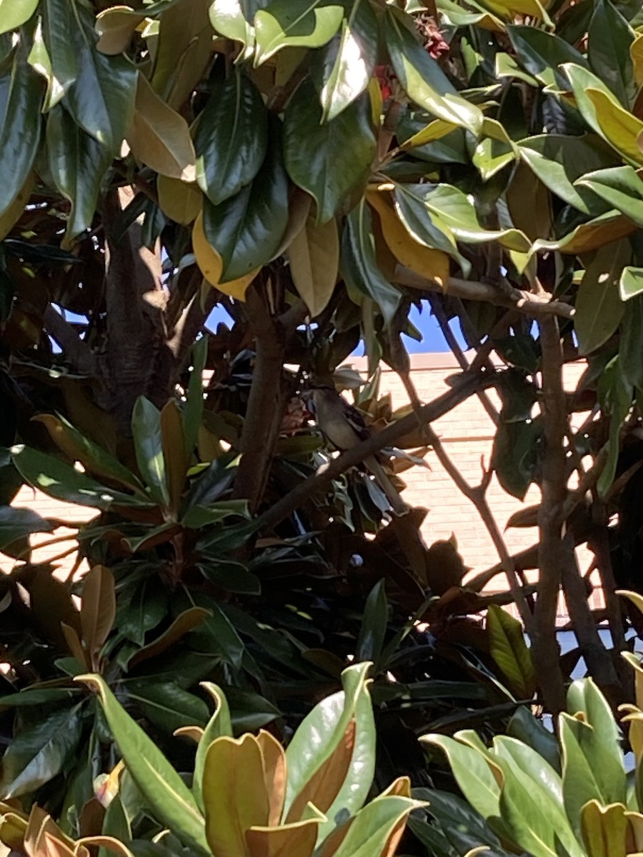 マネシツグミ - ML646490528