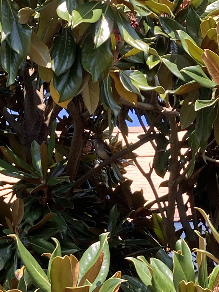 マネシツグミ - ML646490529