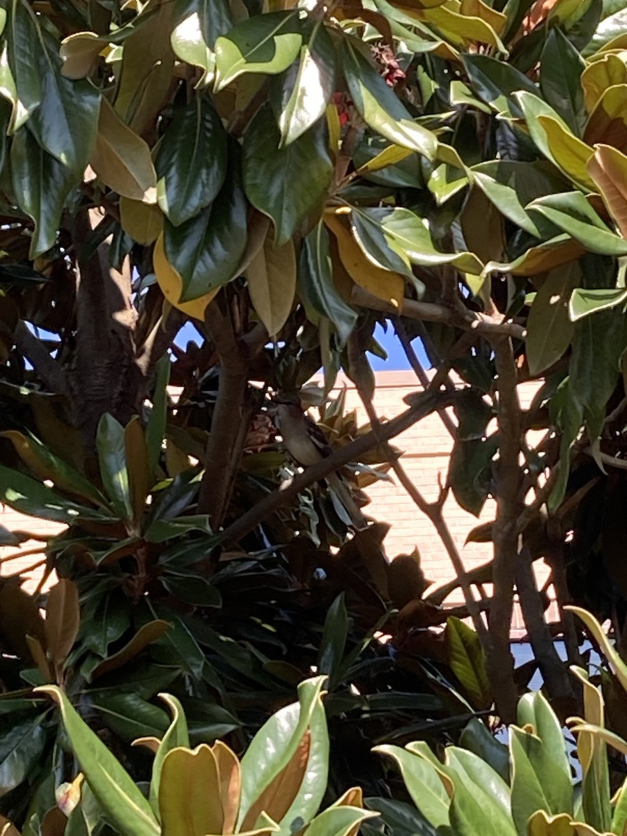 マネシツグミ - ML646490530