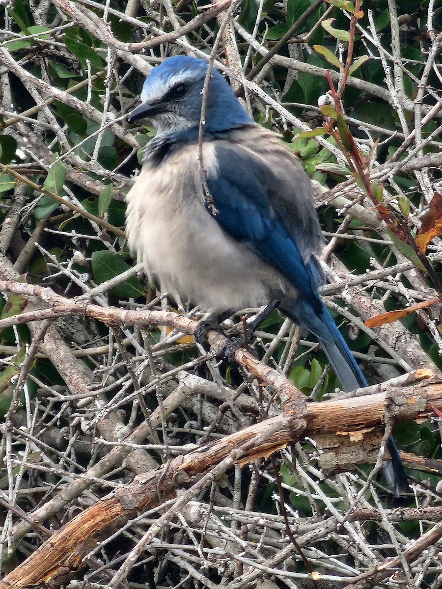 Florida Scrub-Jay - ML646490532