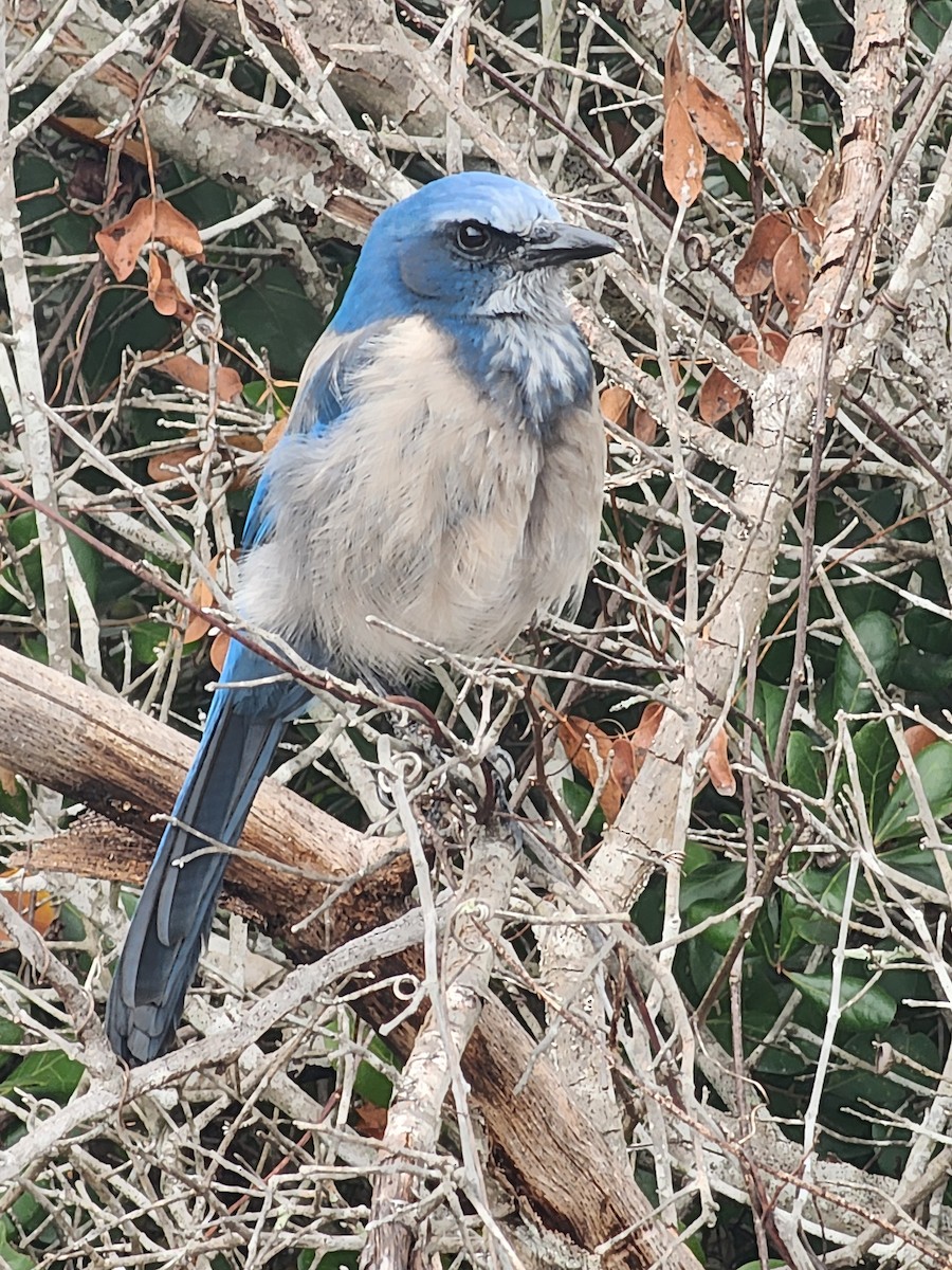 Florida Scrub-Jay - ML646490533