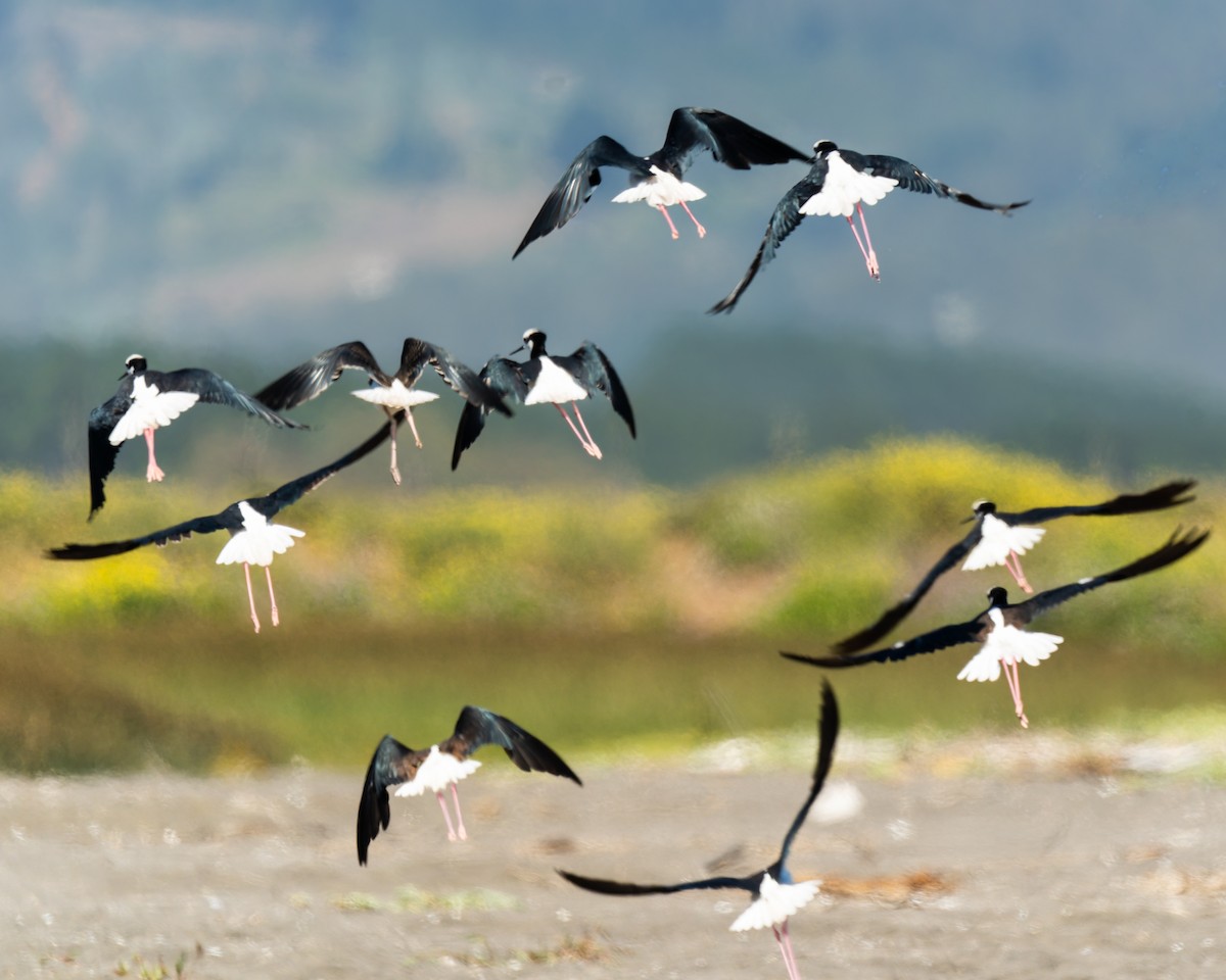 pisila černokrká - ML646490535