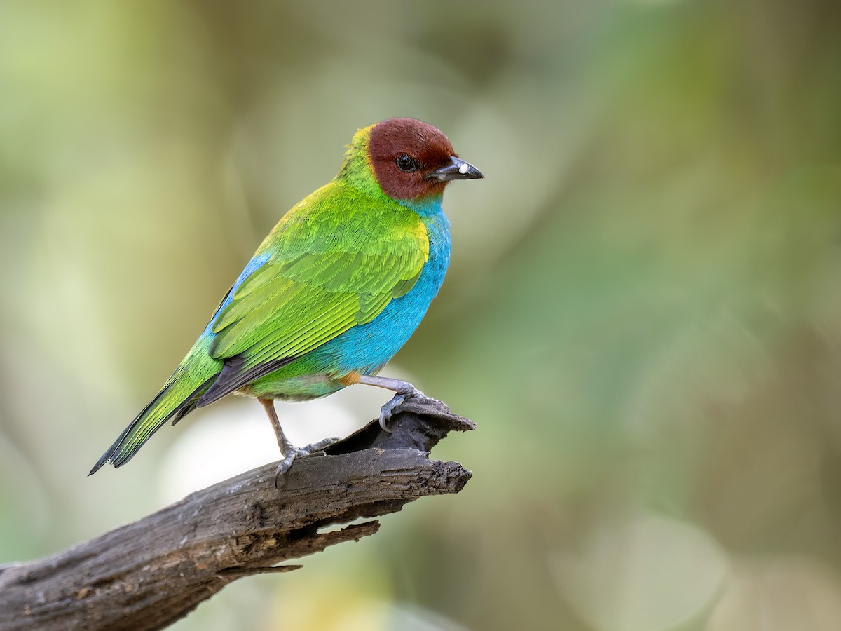 Bay-headed Tanager - ML646490544