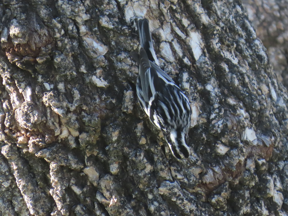 Black-and-white Warbler - ML646490545