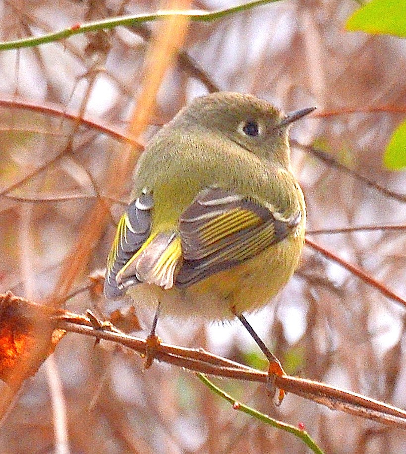 Ruby-crowned Kinglet - ML646490548