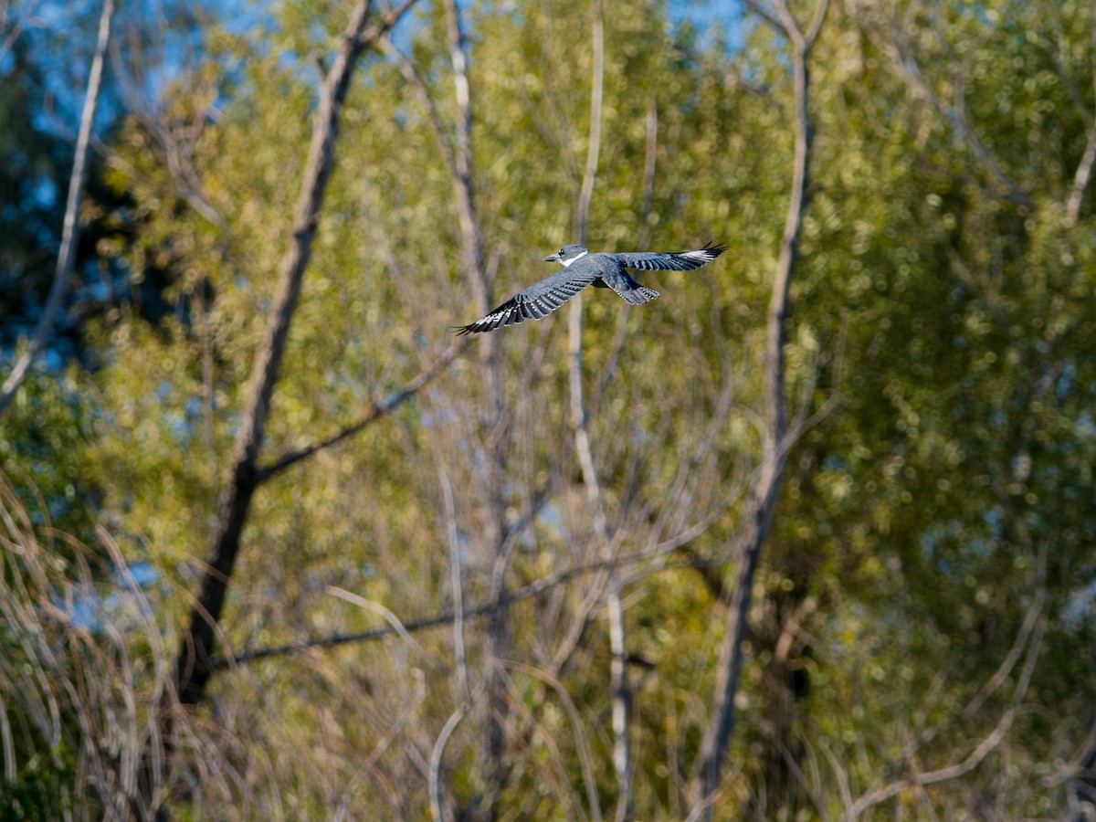 Belted Kingfisher - ML646490550