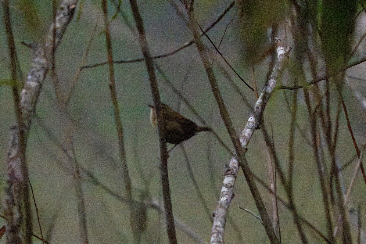 Winter Wren - ML646490551