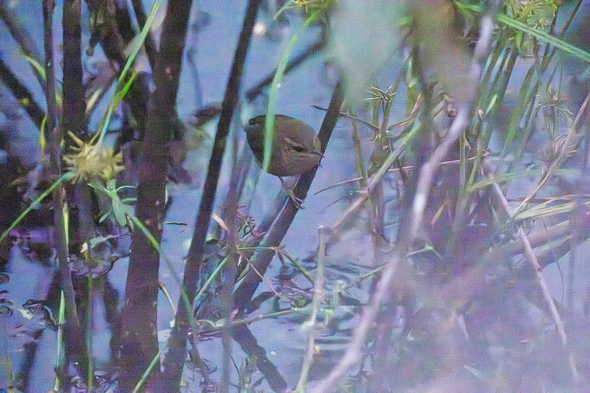 Winter Wren - ML646490552