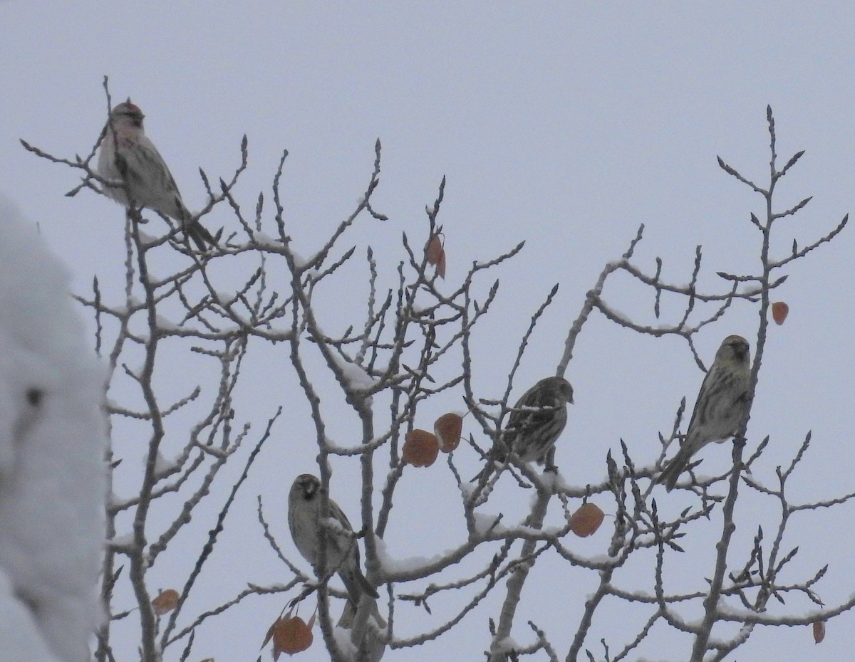 Redpoll - ML646490555