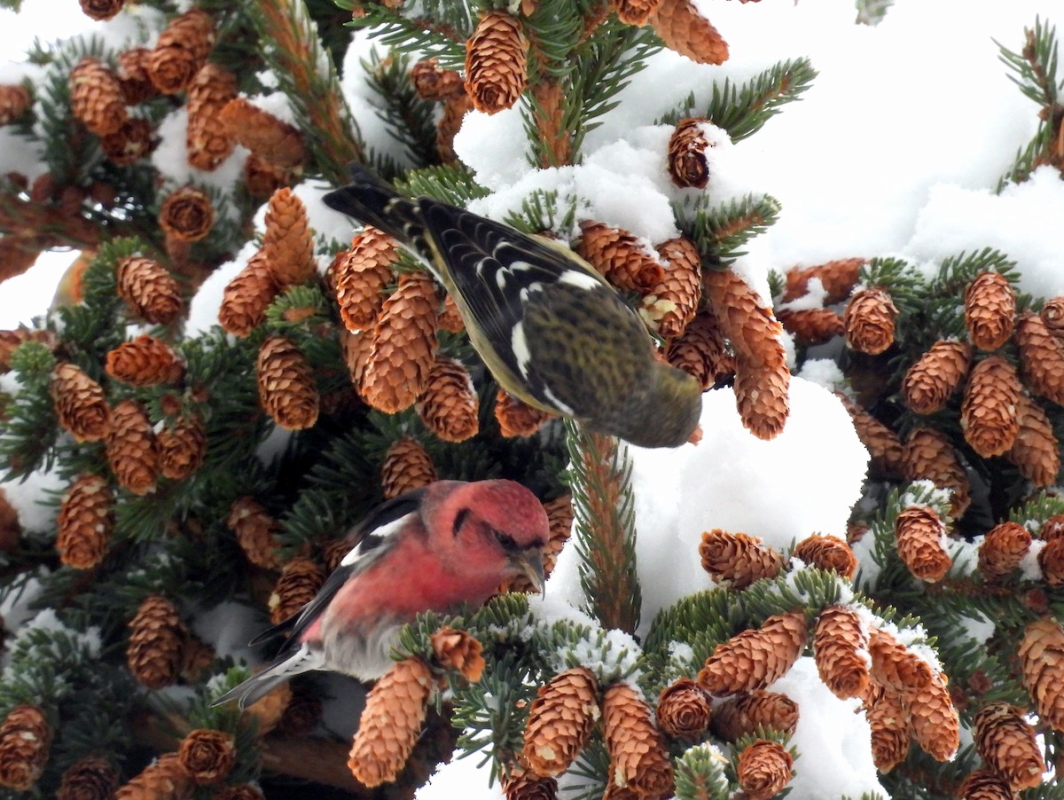 White-winged Crossbill - ML646490556