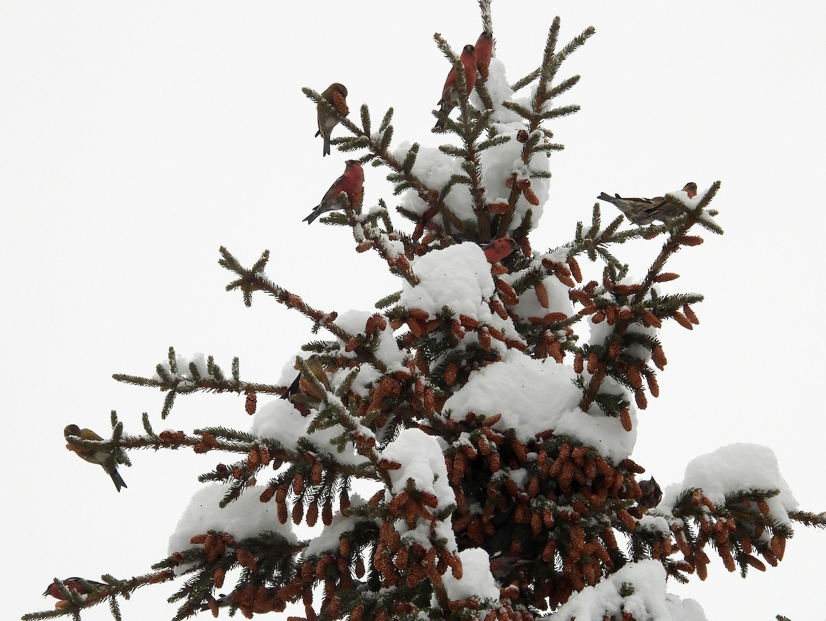 White-winged Crossbill - ML646490557