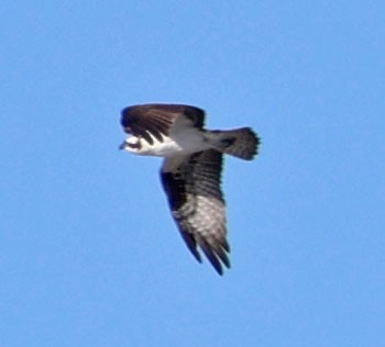 שלך - ML646490559