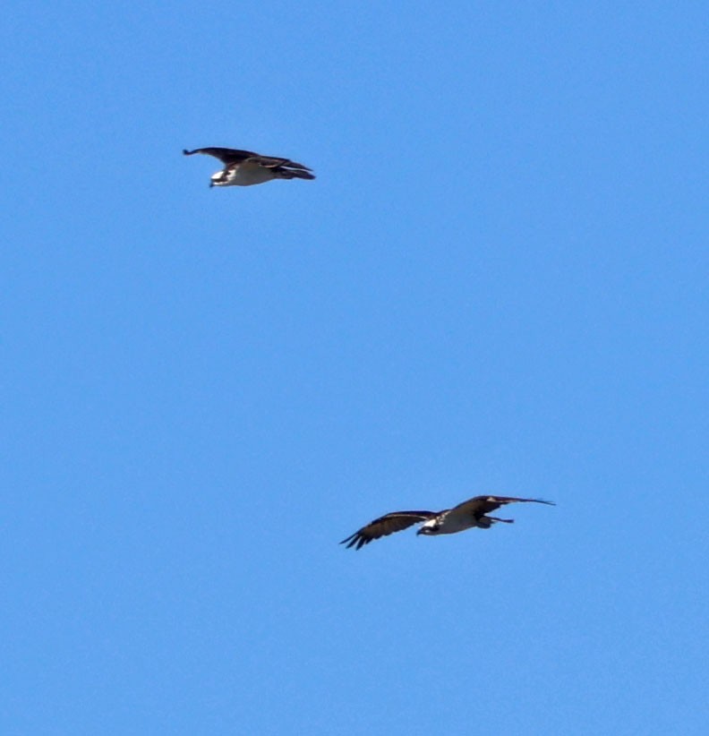 שלך - ML646490560