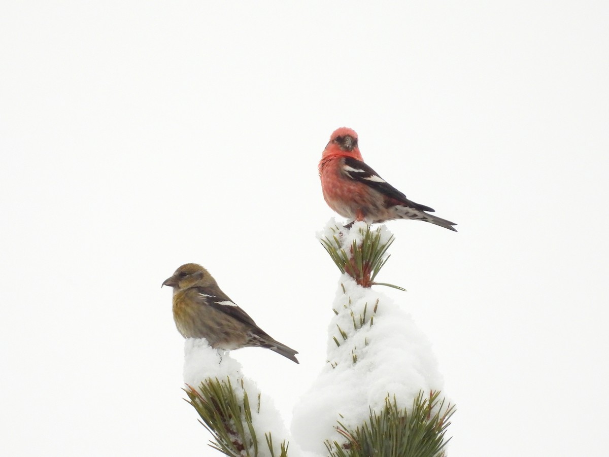 White-winged Crossbill - ML646490561