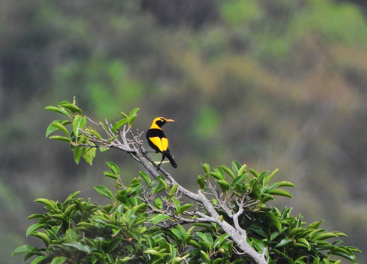 Regent Bowerbird - ML646490562