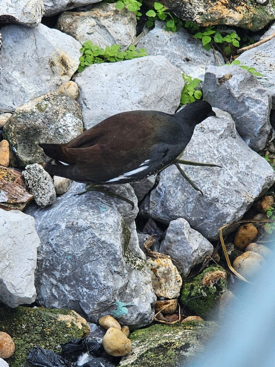 Американская камышница - ML646490566