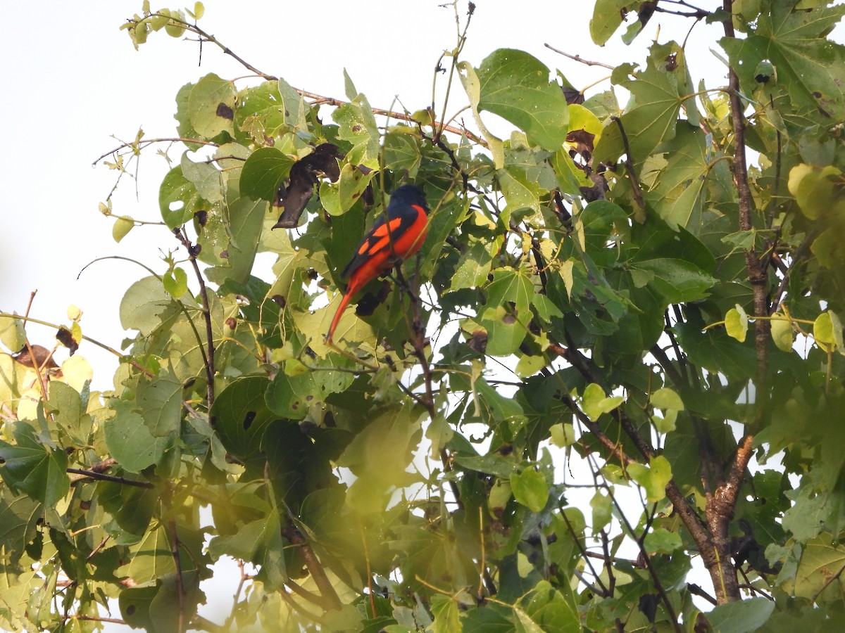 Scarlet Minivet - ML646490567