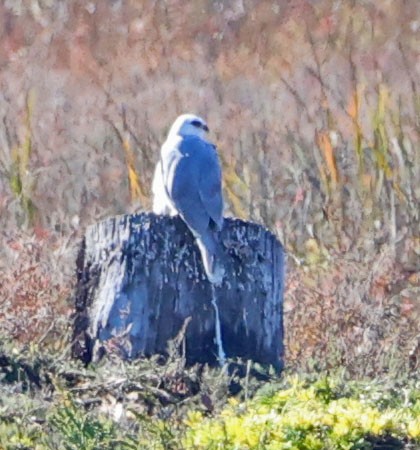 White-tailed Kite - ML646490568