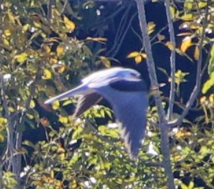 White-tailed Kite - ML646490569