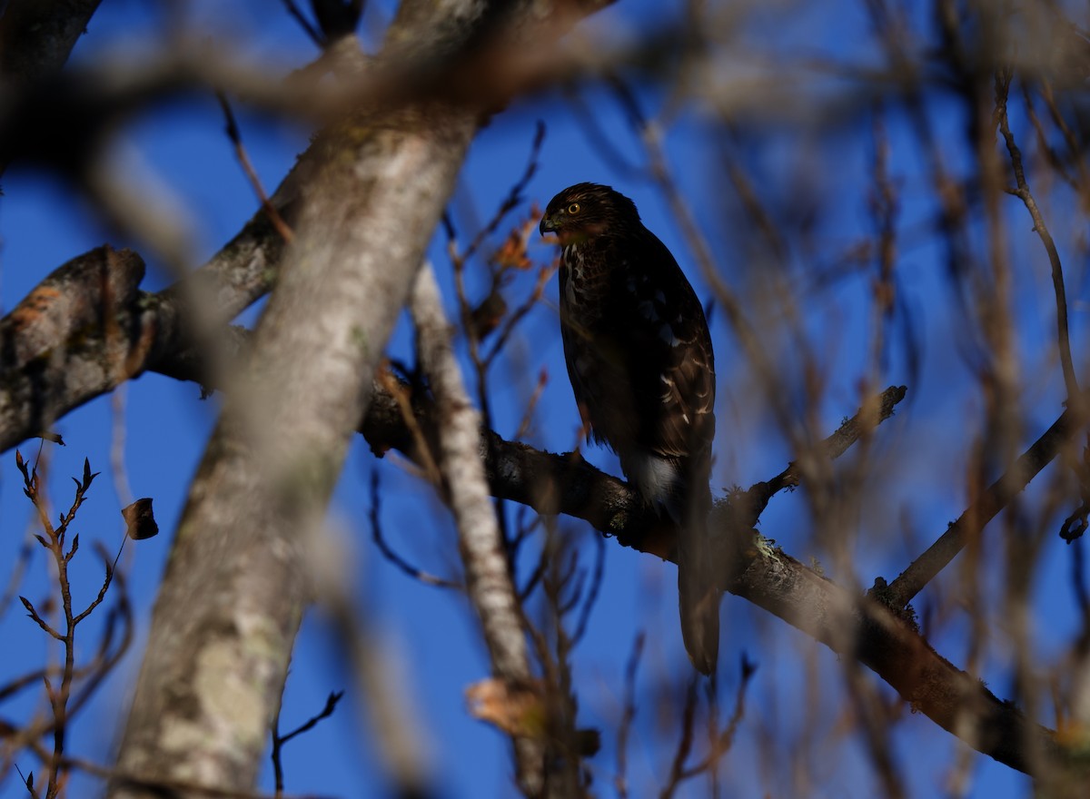 jestřáb americký - ML646490571