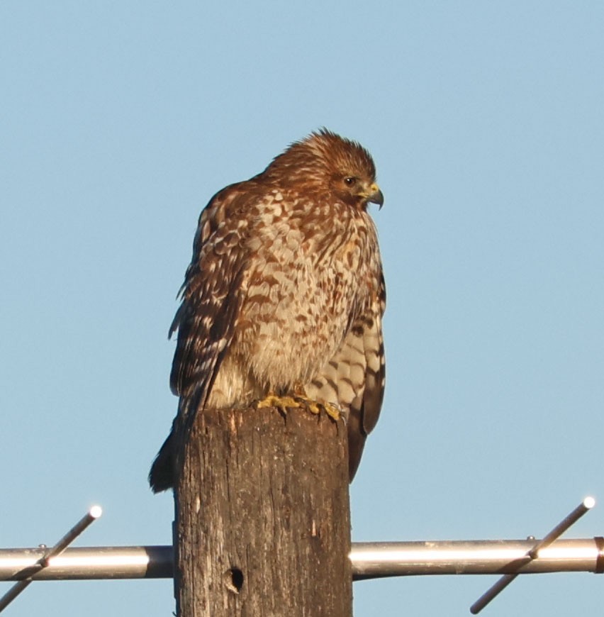 Red-shouldered Hawk - ML646490574