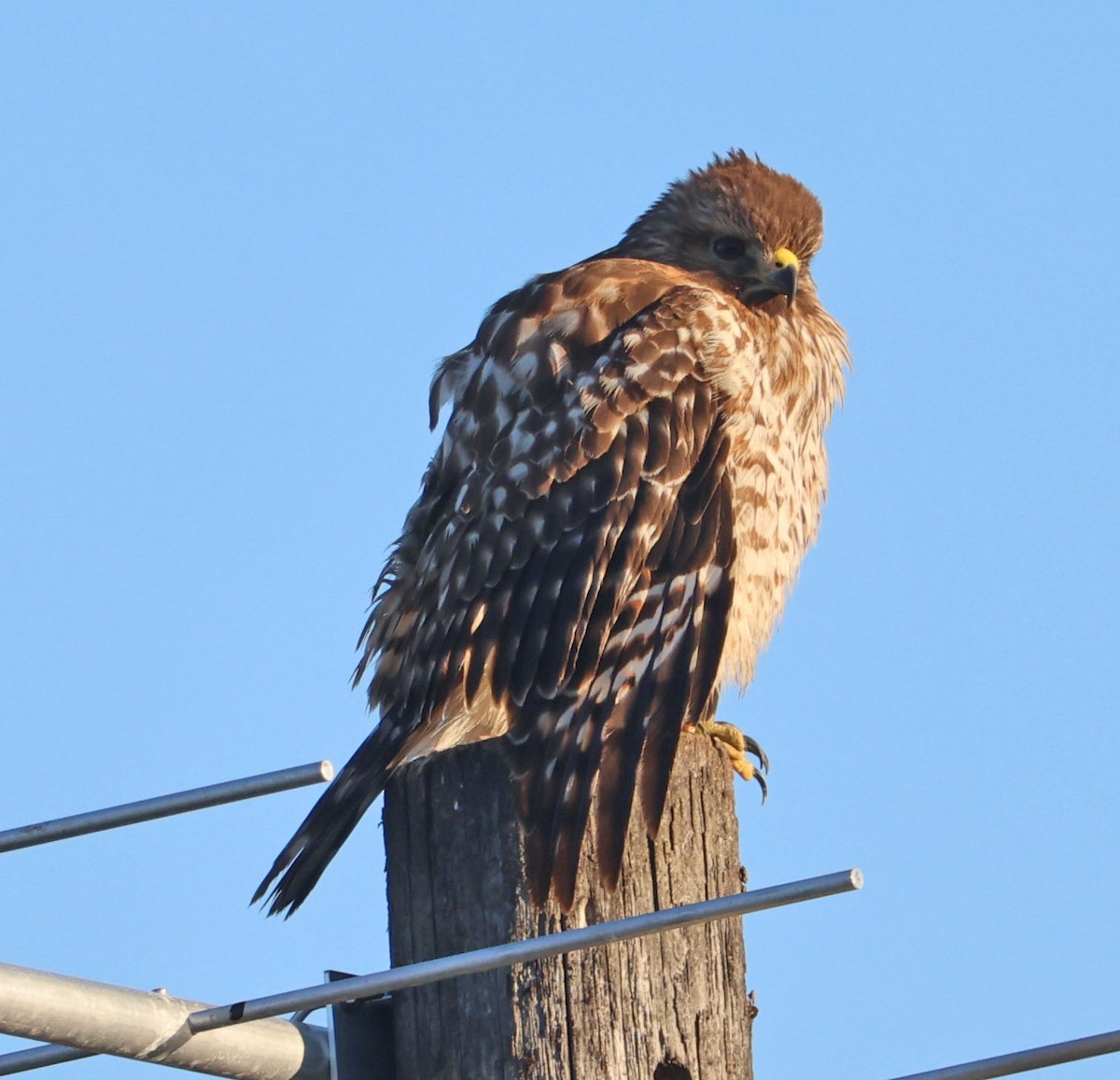 Red-shouldered Hawk - ML646490575