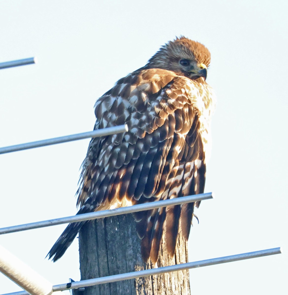 Red-shouldered Hawk - ML646490576