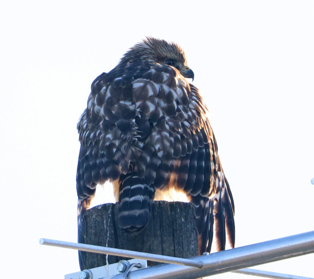 Red-shouldered Hawk - ML646490577