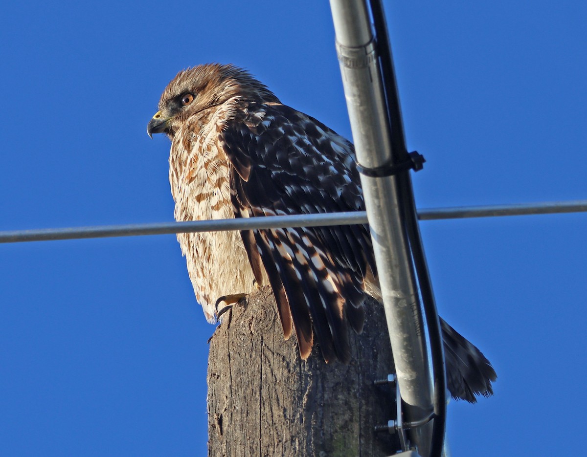 Red-shouldered Hawk - ML646490578