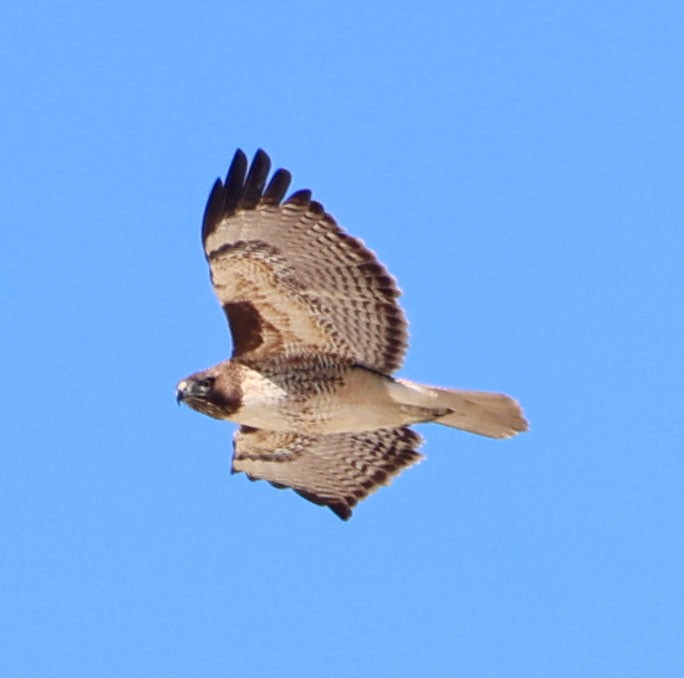 Red-tailed Hawk - ML646490579