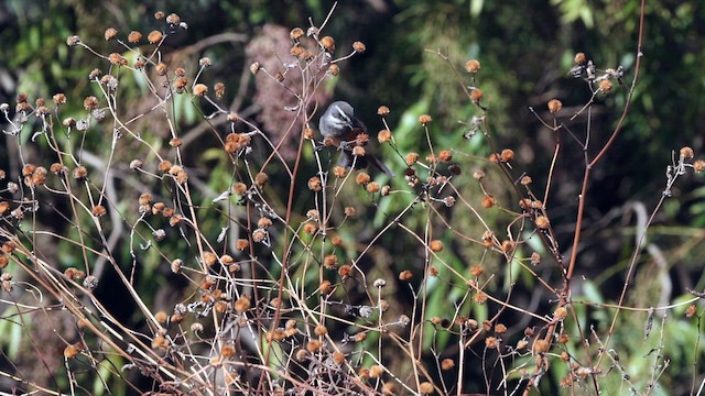 Rufous-sided Warbling Finch - ML646490580