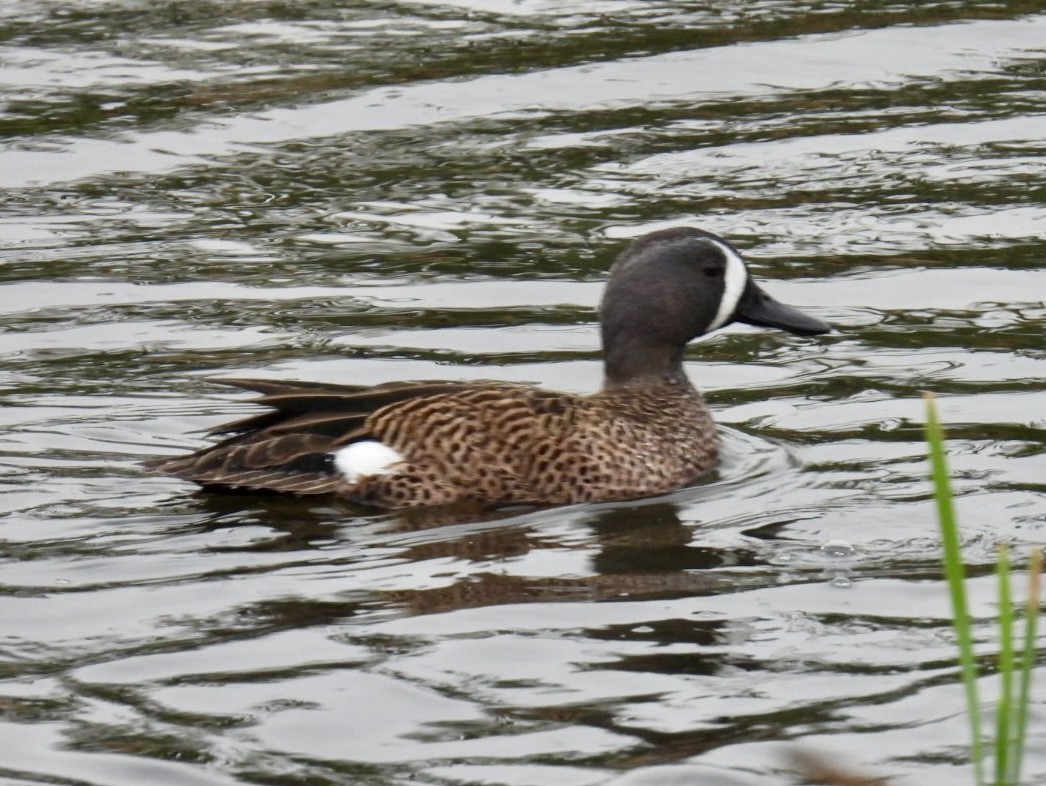 Blue-winged Teal - ML646490582