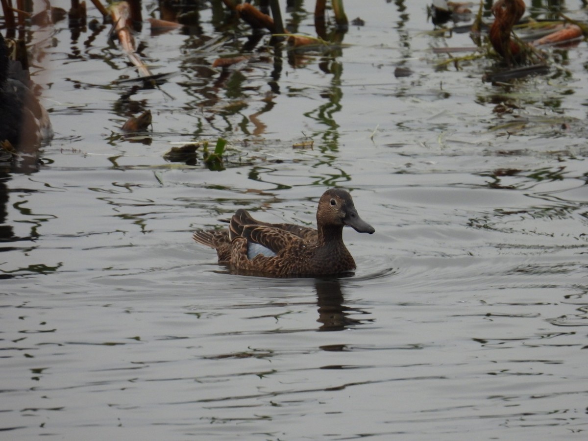 Blue-winged Teal - ML646490583