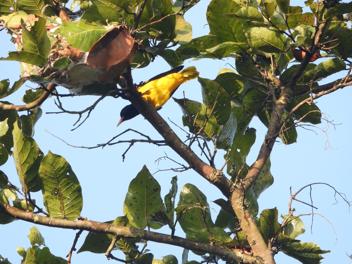 Black-hooded Oriole - ML646490585