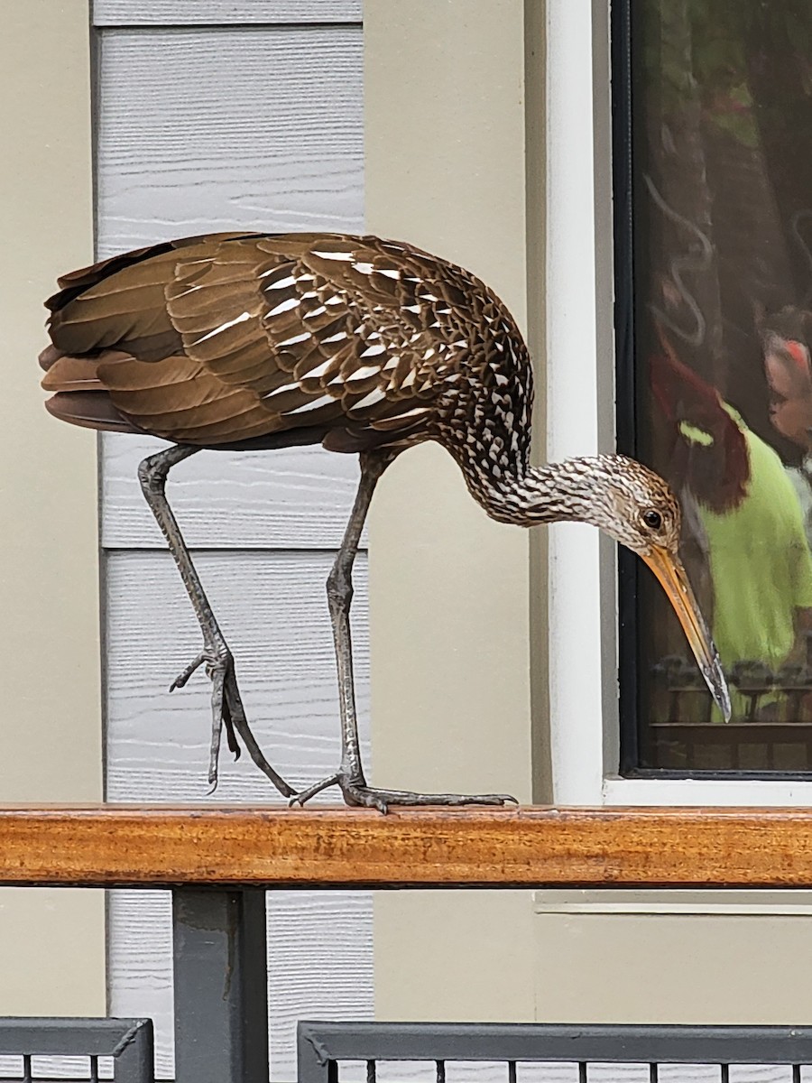 Limpkin - ML646490588