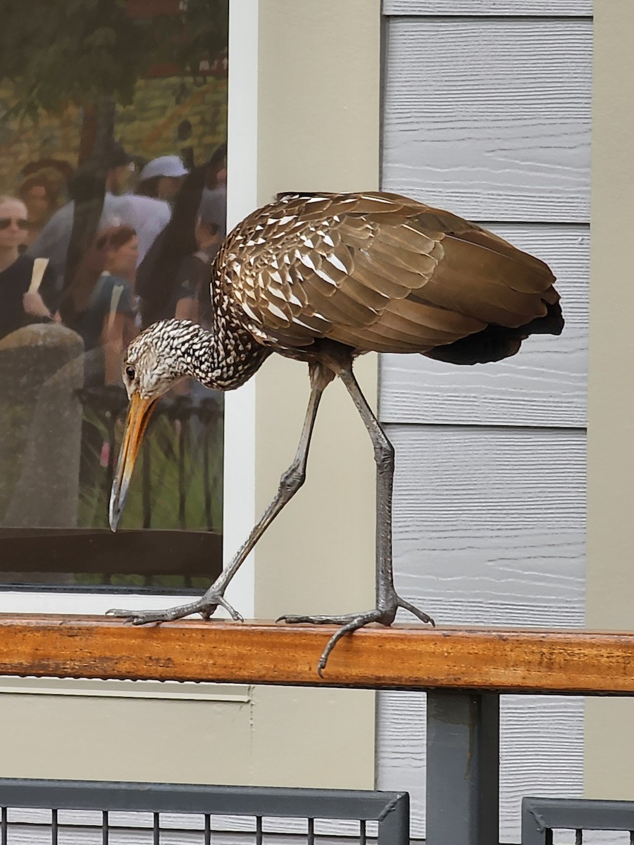 Limpkin - ML646490589