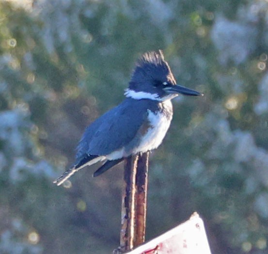 שלדג אמריקני - ML646490591