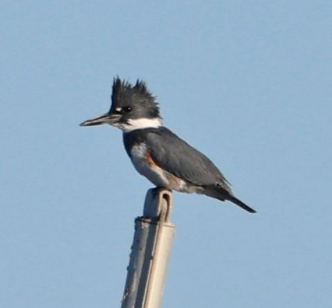 שלדג אמריקני - ML646490592