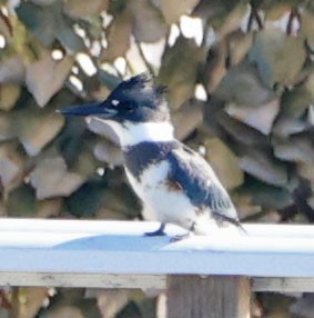 שלדג אמריקני - ML646490593