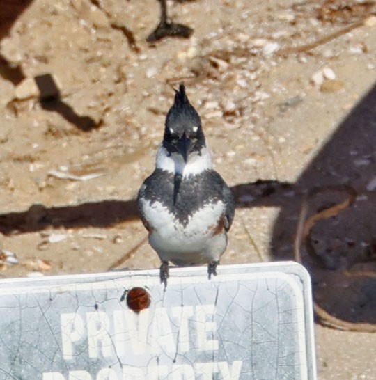שלדג אמריקני - ML646490594