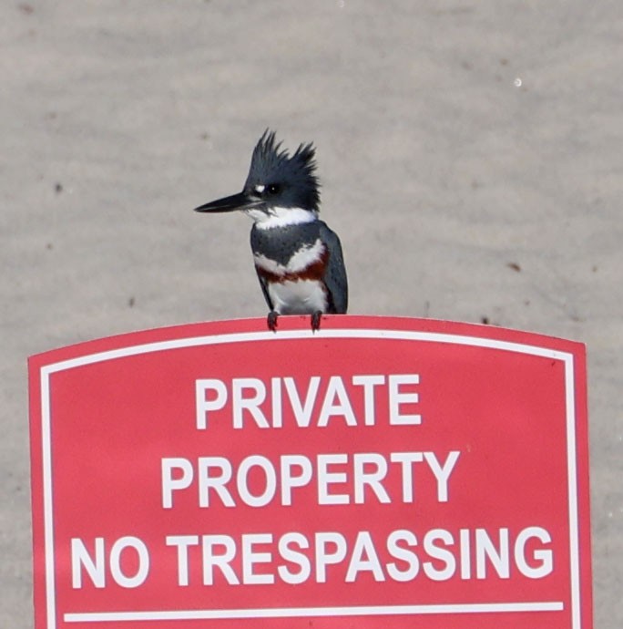 שלדג אמריקני - ML646490595