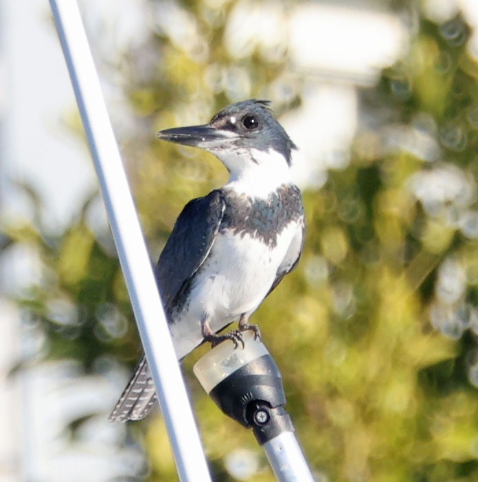 שלדג אמריקני - ML646490596