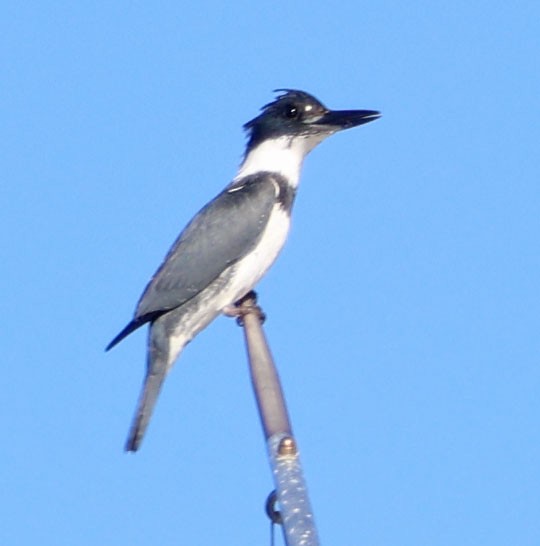 שלדג אמריקני - ML646490597