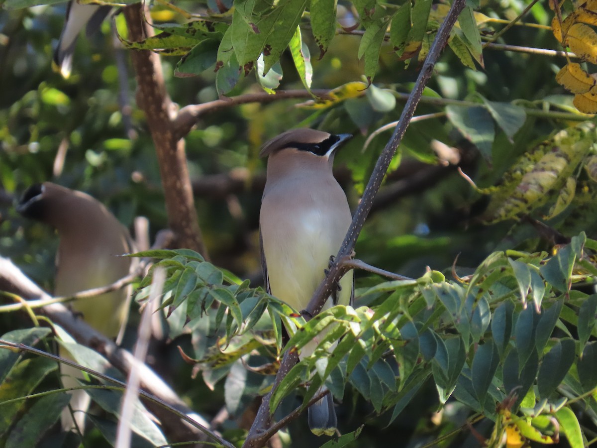 Jaseur d'Amérique - ML646490598