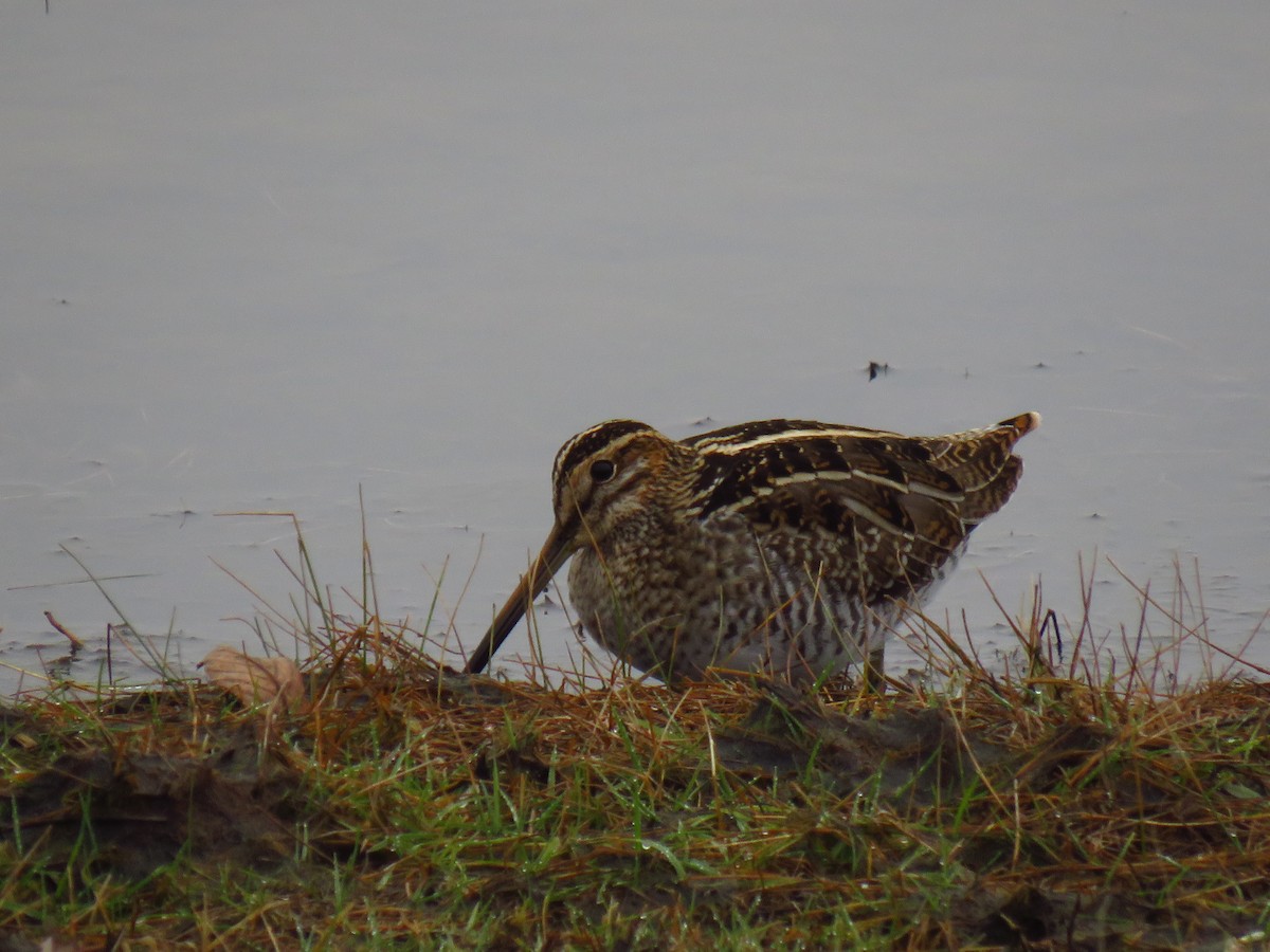 Wilson's Snipe - ML646490601