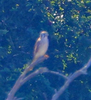 בז אמריקני - ML646490610